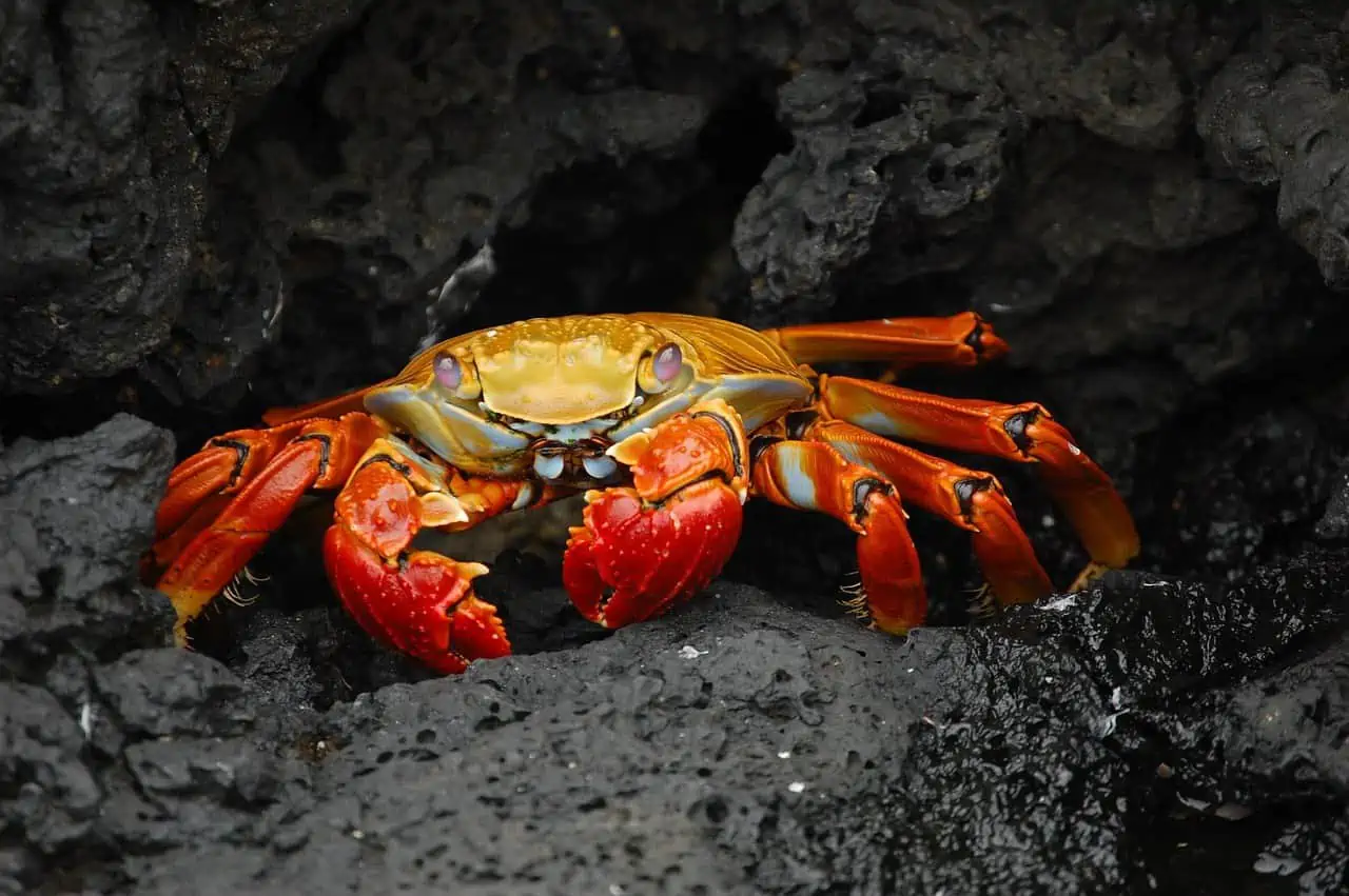 A close up of a crab on a rock